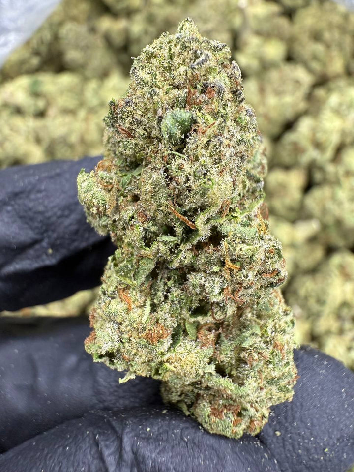 Headband THCA Flower | 25.26% CLASSIC RESERVE