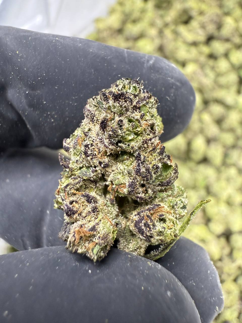 Blue Andeze THCA Flower | 34.49% EXOTIC INDOOR - SMALLS