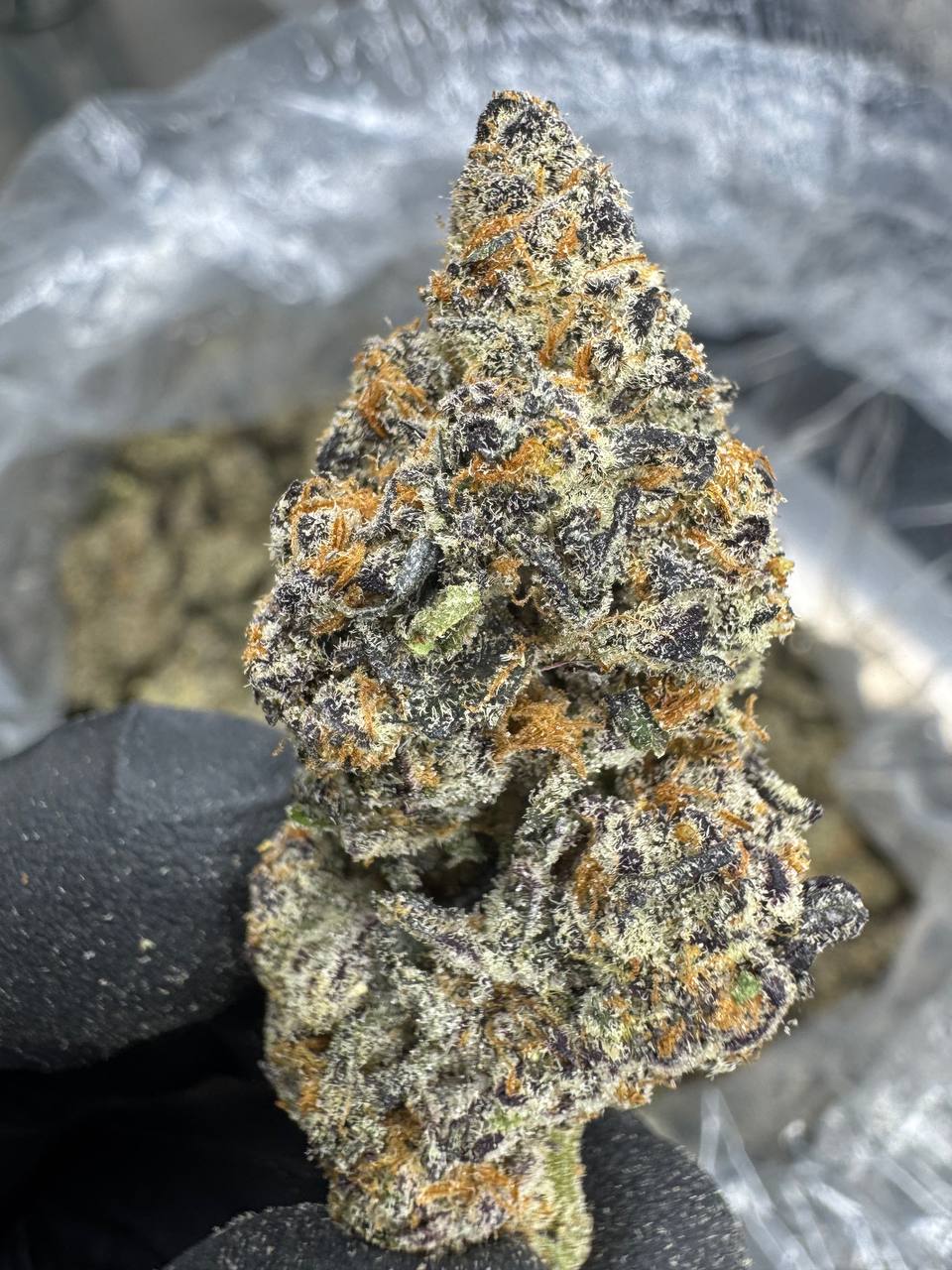 Pure Michigan THCA Flower | 32.75% EXOTIC INDOOR