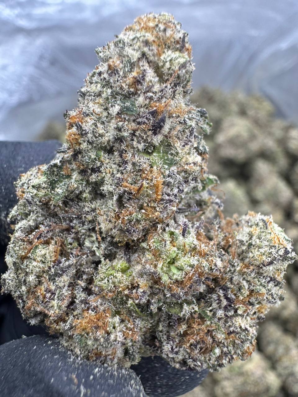 White Chocolate Chip THCA Flower | 27.37% EXOTIC INDOOR