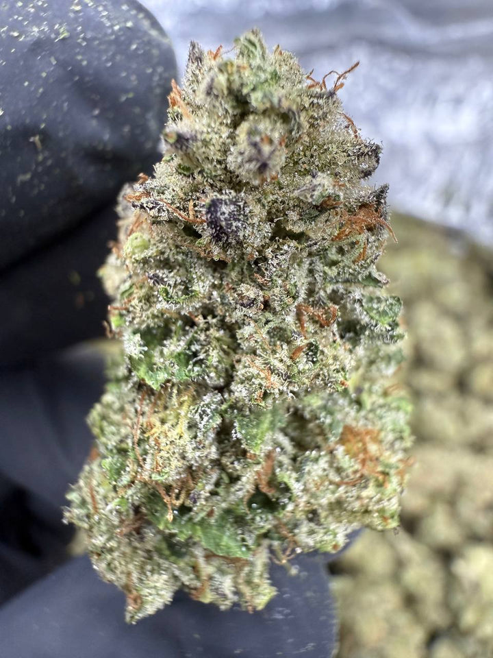Lemon Cherry Gelato THCA Flower | 25.45% TOP SHELF