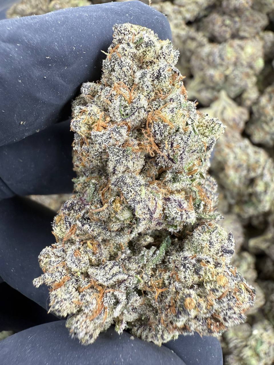 Jealousy THCA Flower | 27.40% AAA INDOOR
