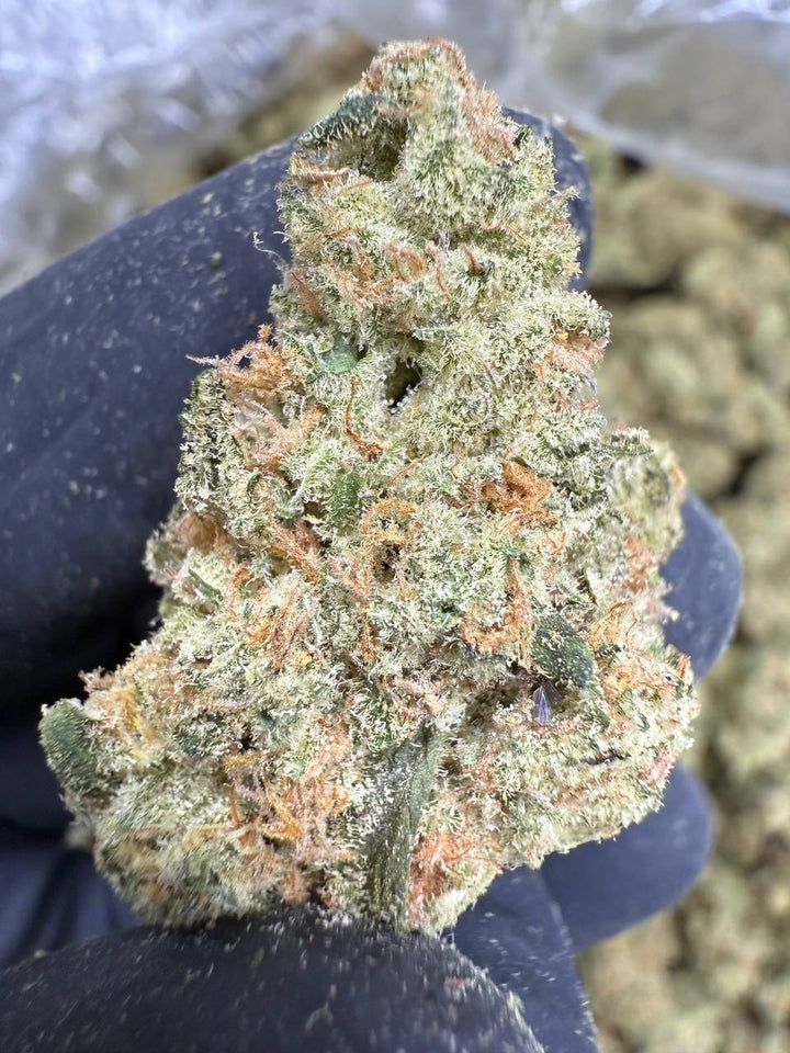 Mule Fuel THCA Flower | 31.36% EXOTIC INDOOR
